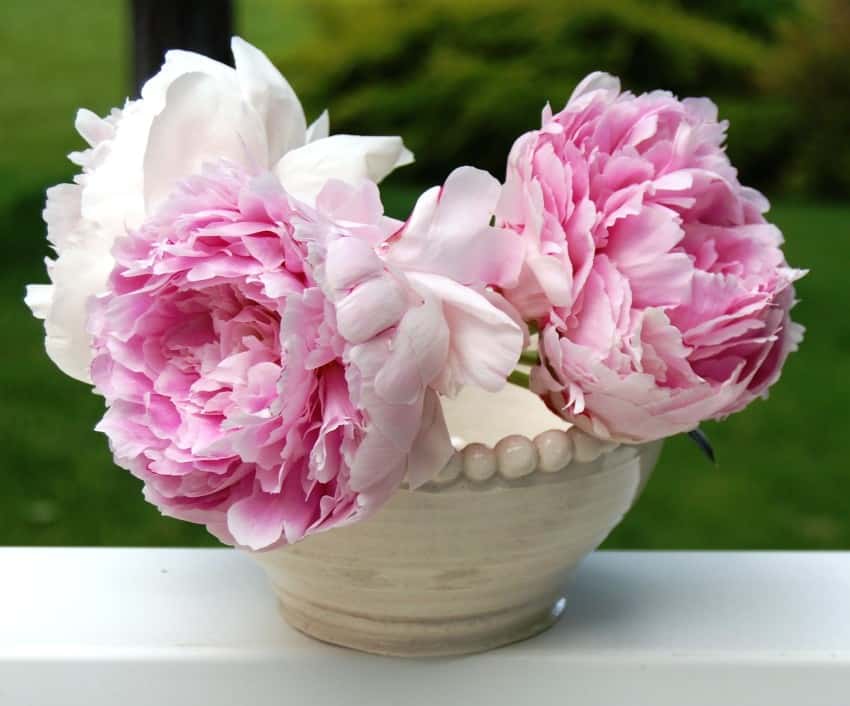 peony flowers in a pot