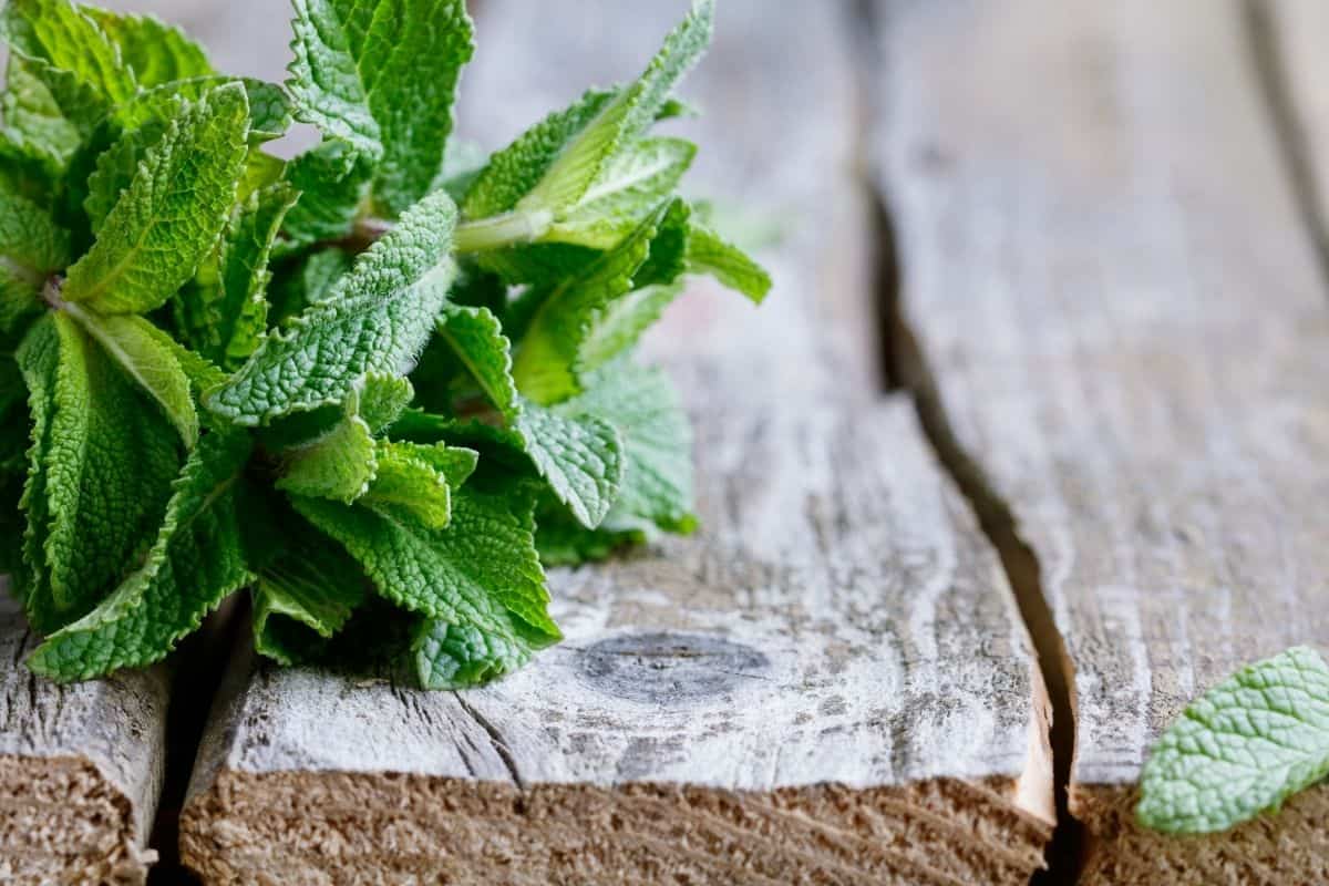 peppermint leaves on wood
