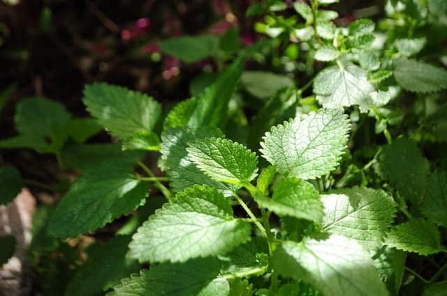 wild peppermint in forest