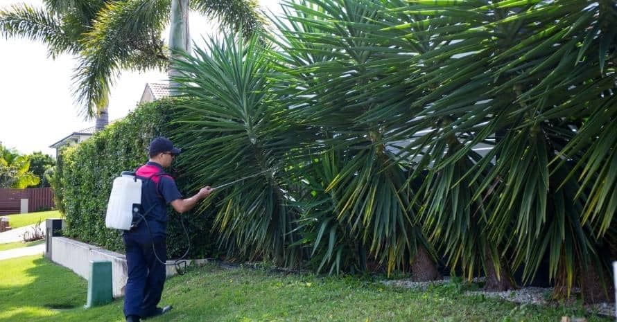 pest control in the garden with palm trees