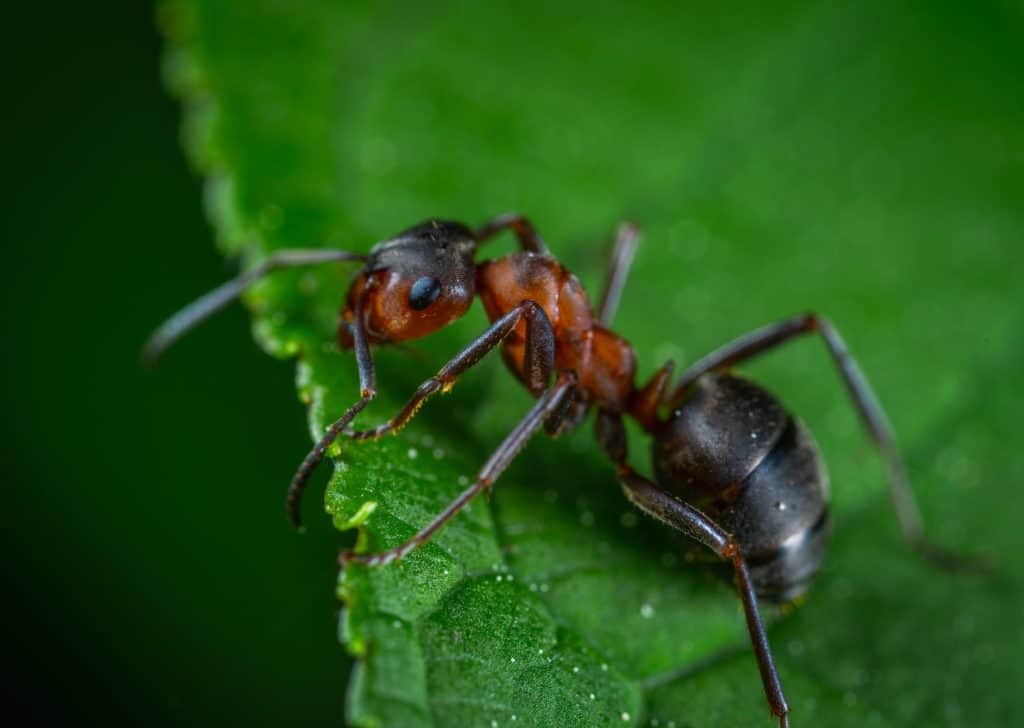 ant sitting on the leaf