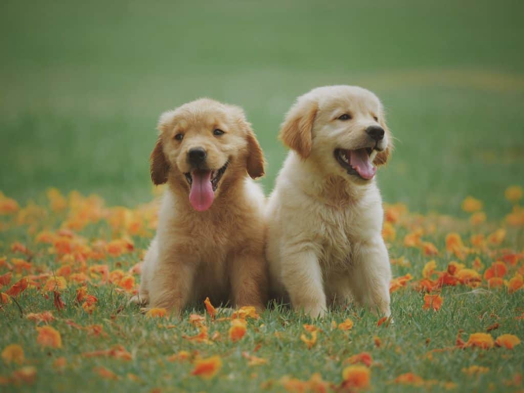 two cute puppies sitting in the garden