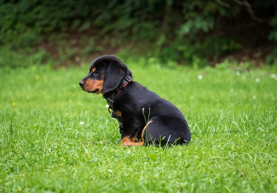 black rottweiler puppy sitting in the grass