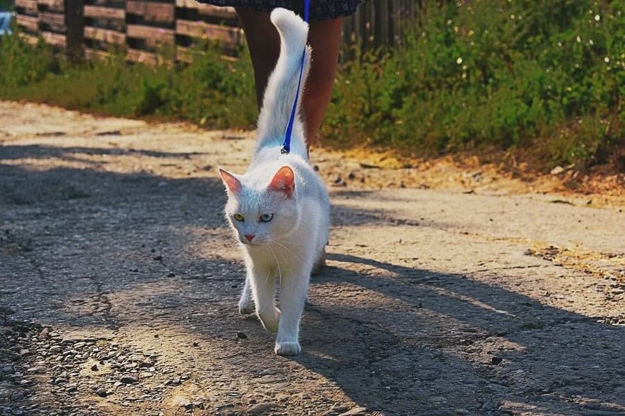 white cat on the lash