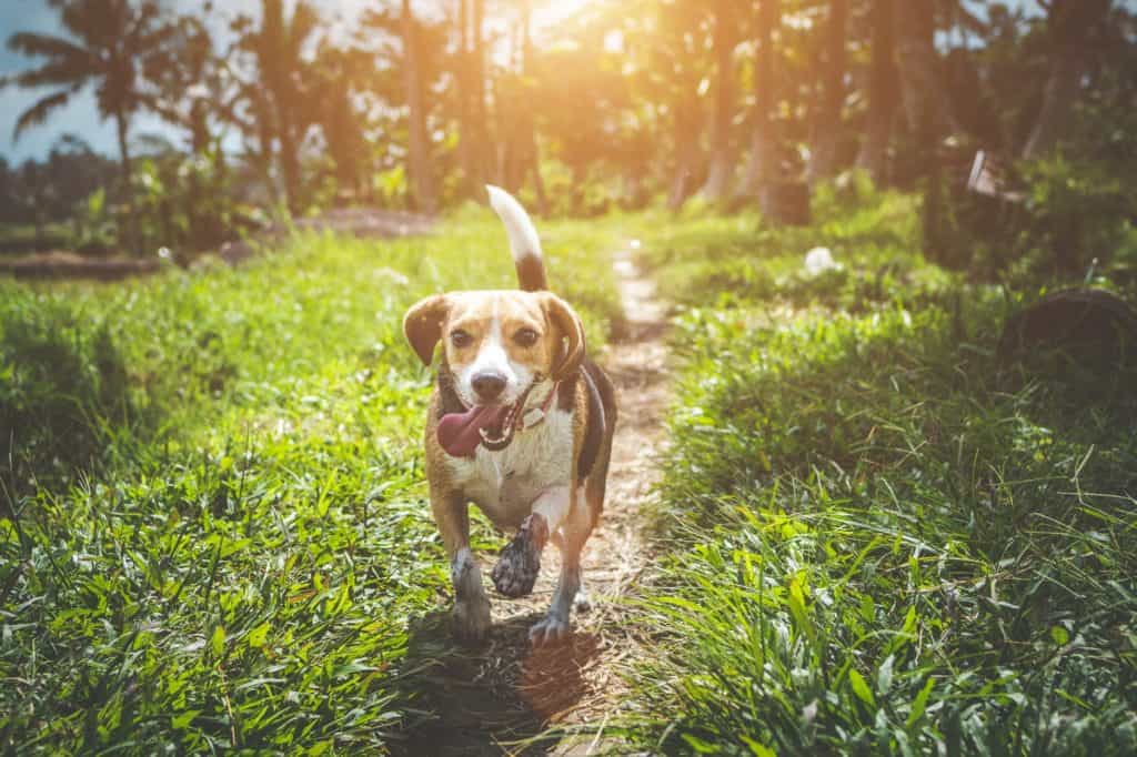 Beagle dog running in the park