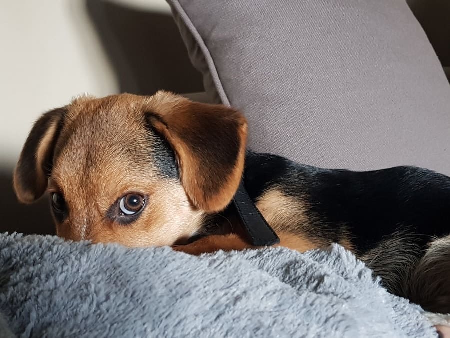 puppy on the sofa hiding his nose