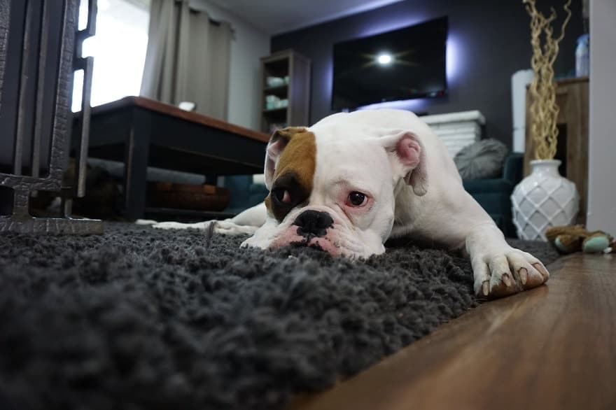dog on the grey carpet