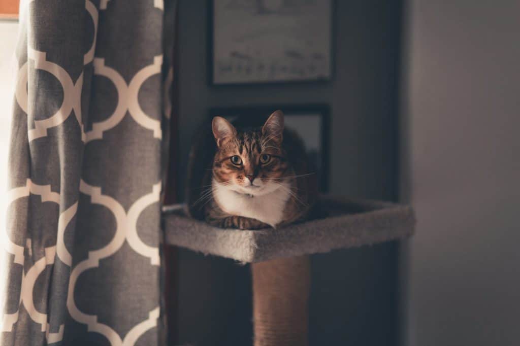 cat sitting near the window