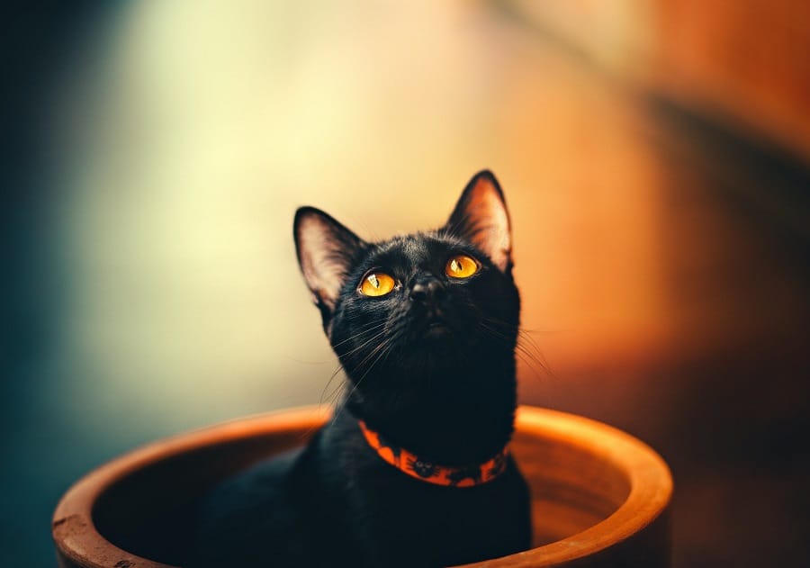 black cat in the orange collar