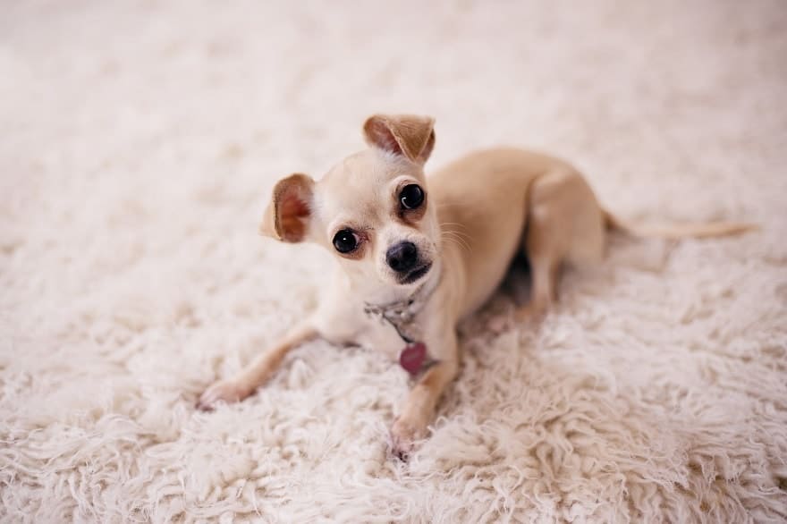 dog on the white carpet