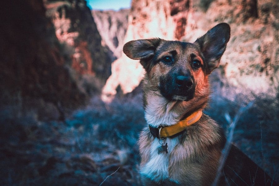 german shepherd in the canyon