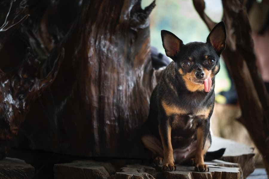 small black dog