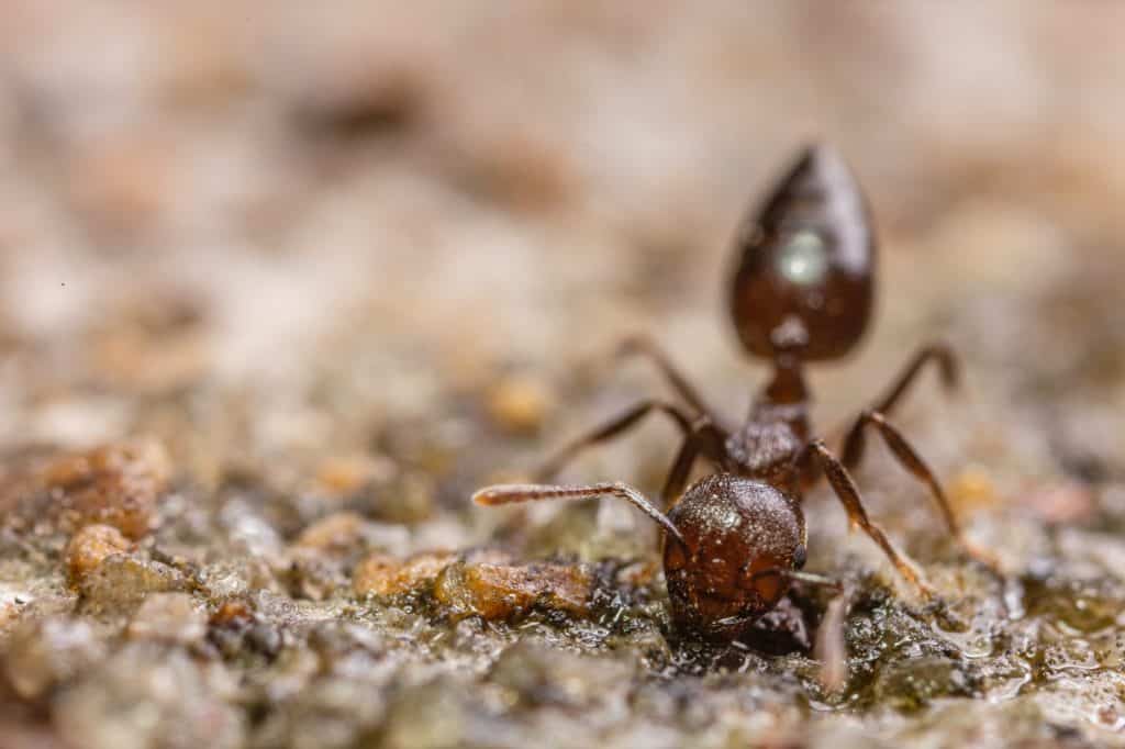 ant