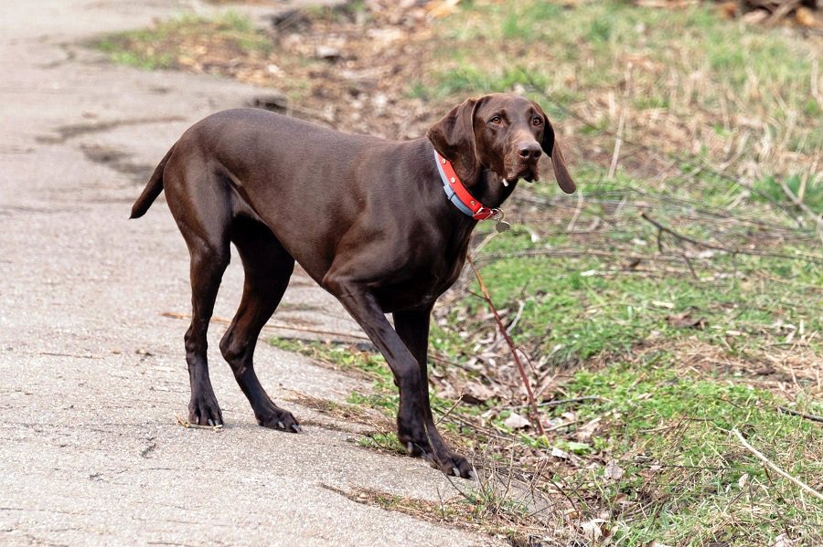 dog in the pink collar