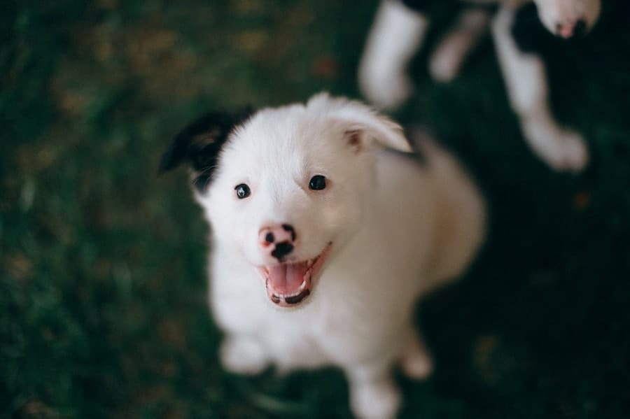 white puppy with black ear