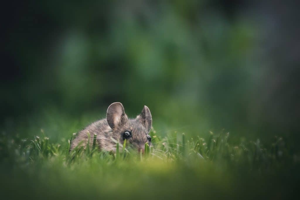 rat in the garden