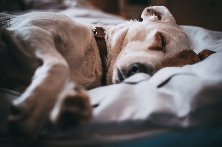 dog in the brown collar sleeps in the bed