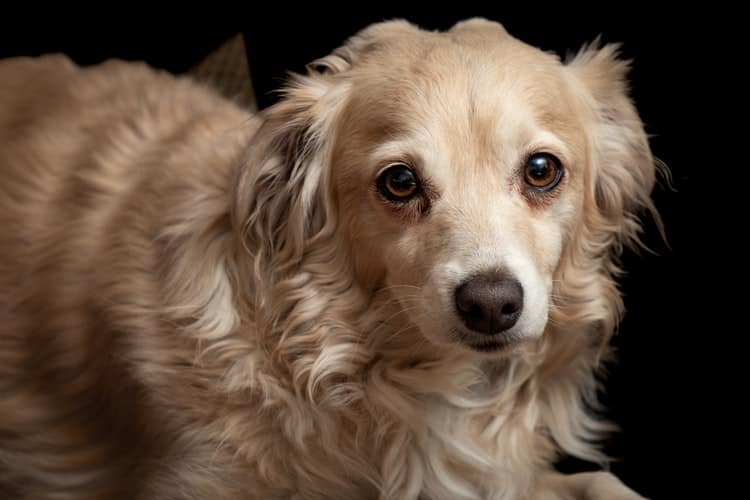 light brown dog