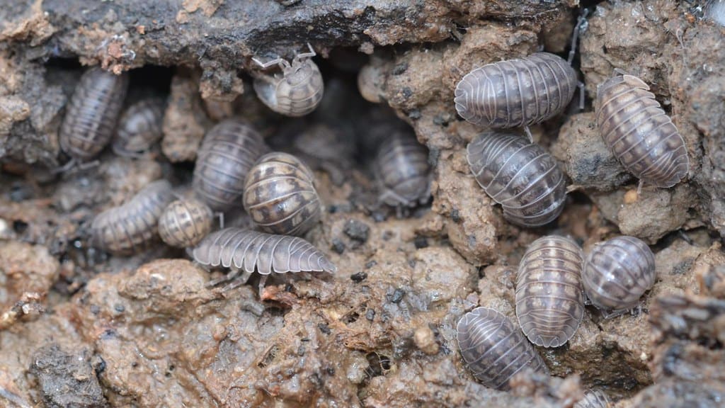 pill bug infestation