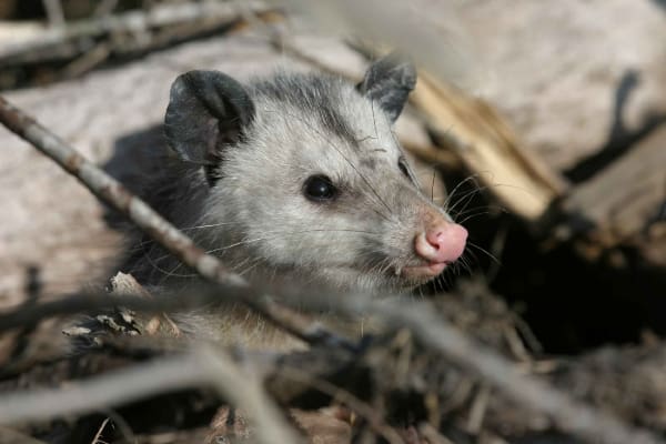 possum between branches