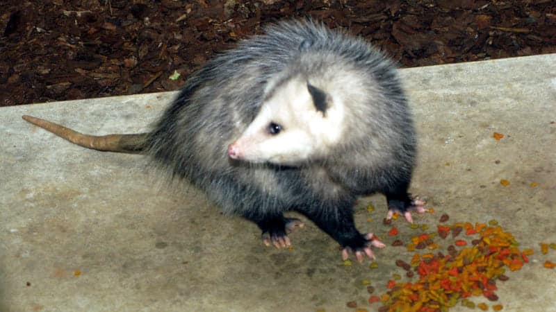 possum-eat-cats-food