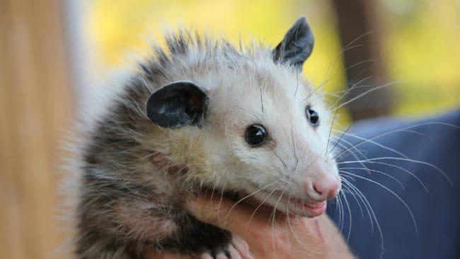 5 Best Possum Repellents in 2022 [Detailed Reviews]