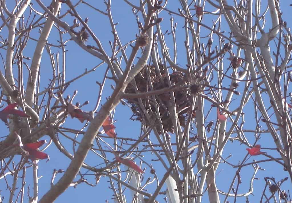 possum nest