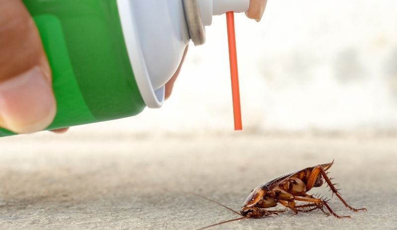 poured bleach on a cockroach