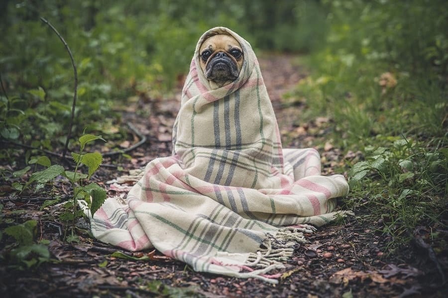 dog in the blanket
