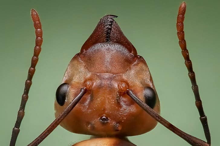 queen-ant