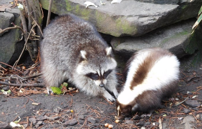 raccoon at the left side, skunk at the right