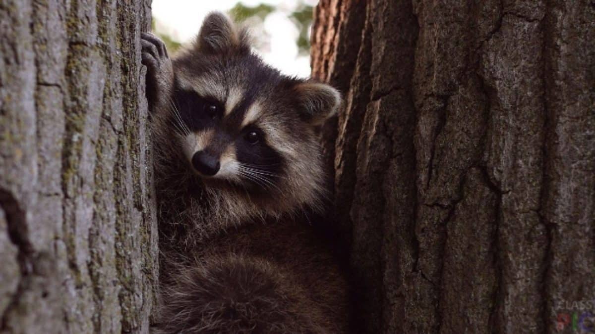 5 Best Raccoon Repellents in 2022 [Detailed Reviews]