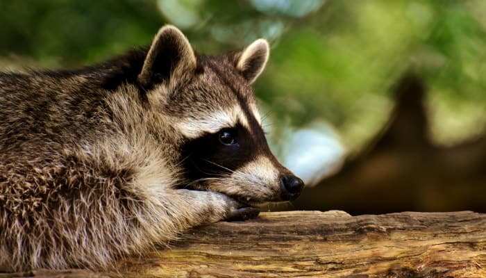 raccoon lies on a log