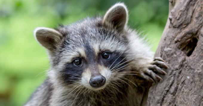 raccoon looks into the distance