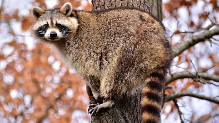 raccoon on a branch