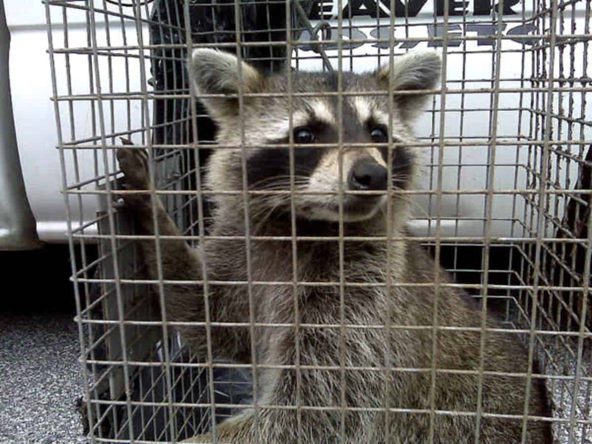 5 Best Raccoon Traps in 2022 [Detailed Reviews]