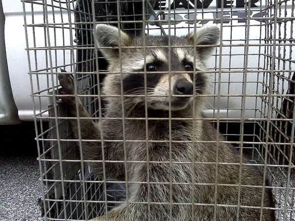 raccoon trapped