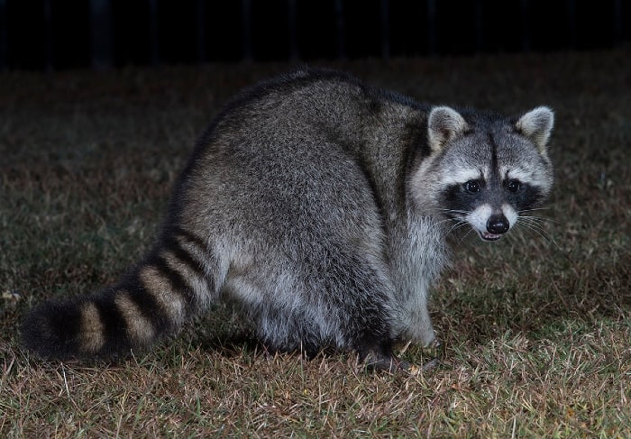 raccoon walking at night