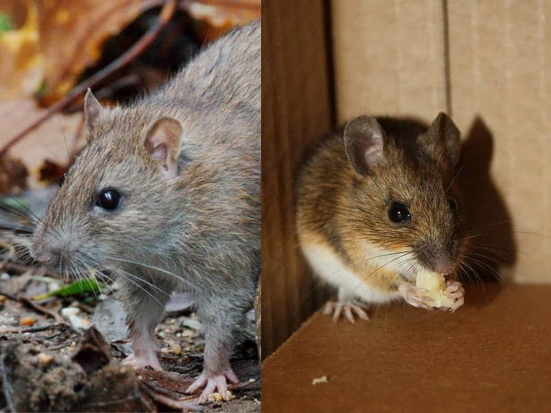 rat and mouse appearance