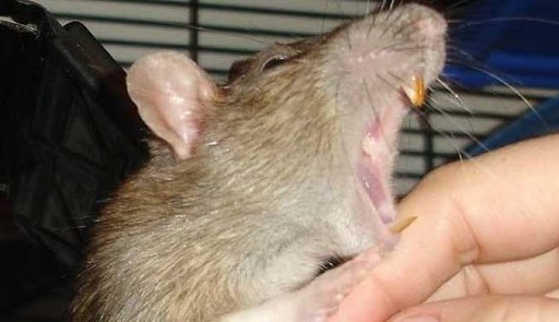 rat biting human