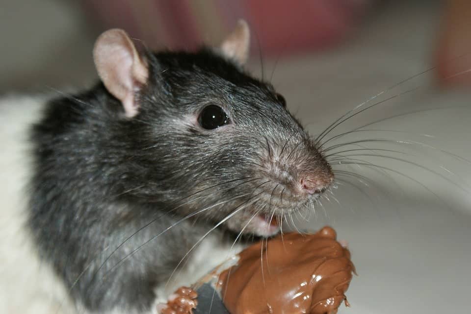 What Diseases Do Mice & Rats Carry Transmission and Dangers