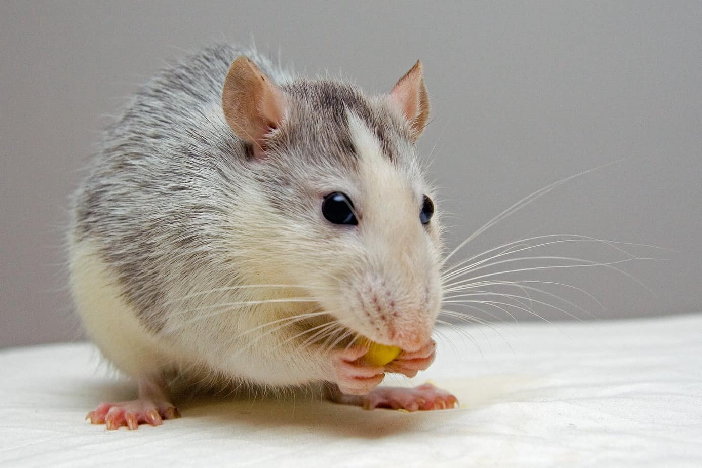 What Diseases Do Mice And Rats Carry Transmission And Dangers