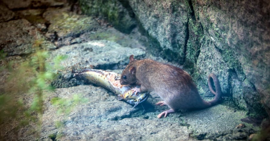 rat with fish