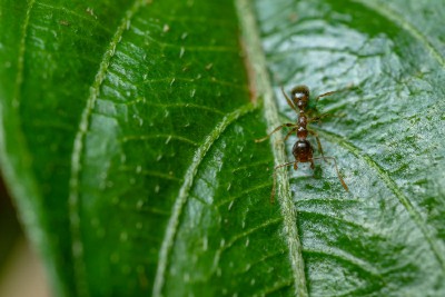 Red ant on green leaf