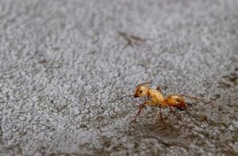 red ant walks on the floor