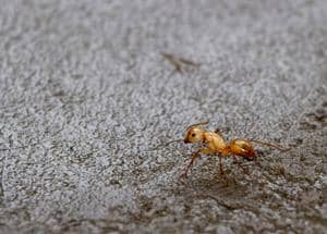 red ant walks on the floor