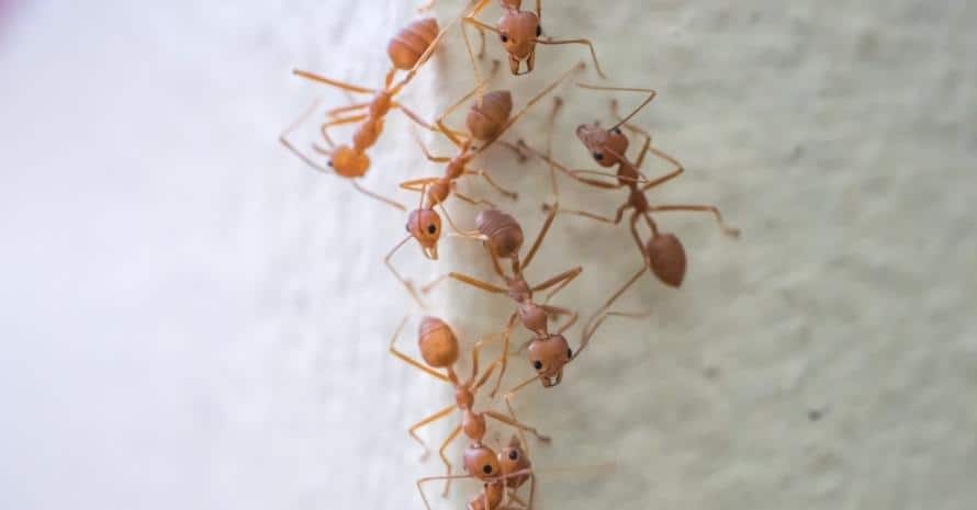 red ants on the corner of the wall