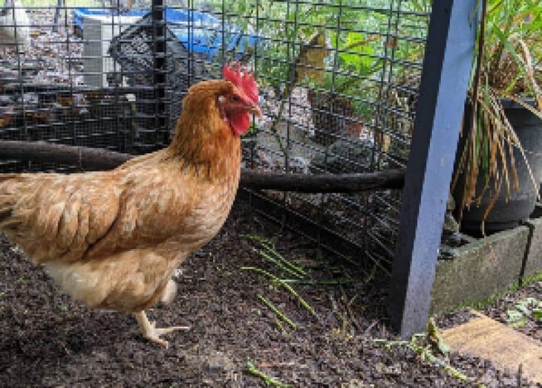 How to Get Rid of Chicken Mites on Humans: Complete Control & Prevention Guide