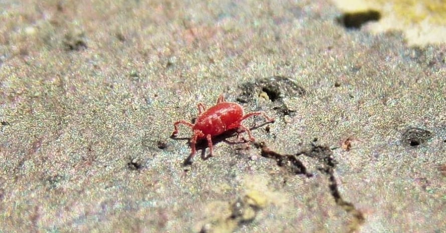 red clover mite