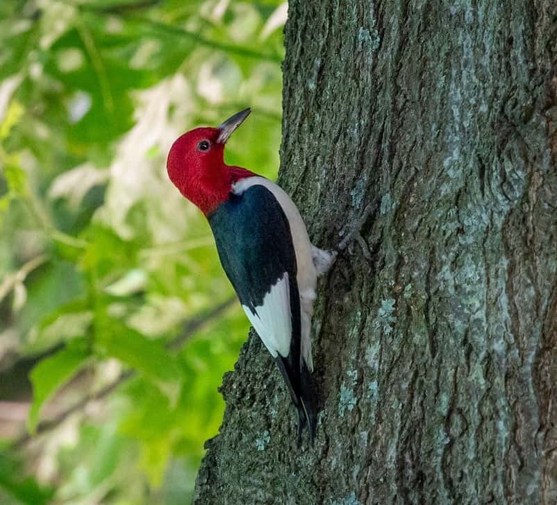 red-headed woodpecker sitting on a tree